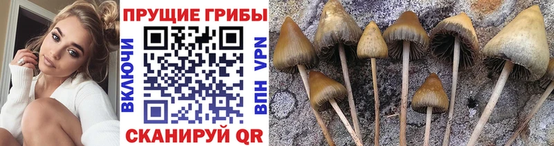 Галлюциногенные грибы GOLDEN TEACHER  наркошоп  Богучар 